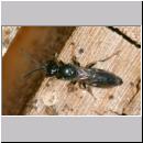 Passaloecus sp - Grabwespe 10 5-7mm.jpg